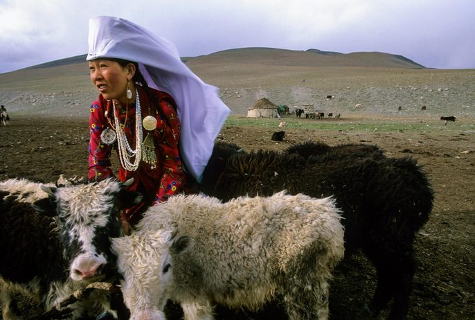 A Kirghiz woman wearing the traditional and everyday costume of the Kirghiz, ties up baby yaks for the evening at a yurt camp in the Little Pamir mountains, Wakhan corridor, Afghanistan. The Kirghiz are nomadic herders who spend the entire year moving with their flocks of sheep, goats and yaks in the high and barren Pamir range near the borders with China, Pakistan and Tajikistan. They are completely dependent on their animals for milk, meat, and wool for their yurts and clothing.